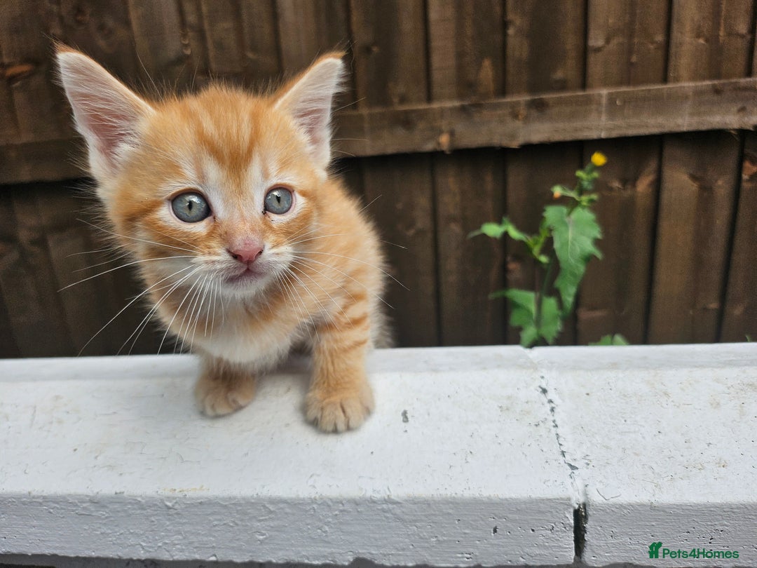 Maine Coon cats for sale: Beautiful kittens 😸  - Image 11