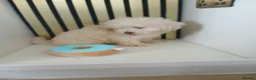 Maltipoo dogs for sale:  Maltipoo puppies ready to go in Doncaster - Advert 8