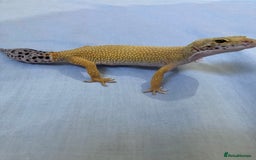 Gecko reptiles for sale: female leopard gecko + 4ft vivarium - Image 7