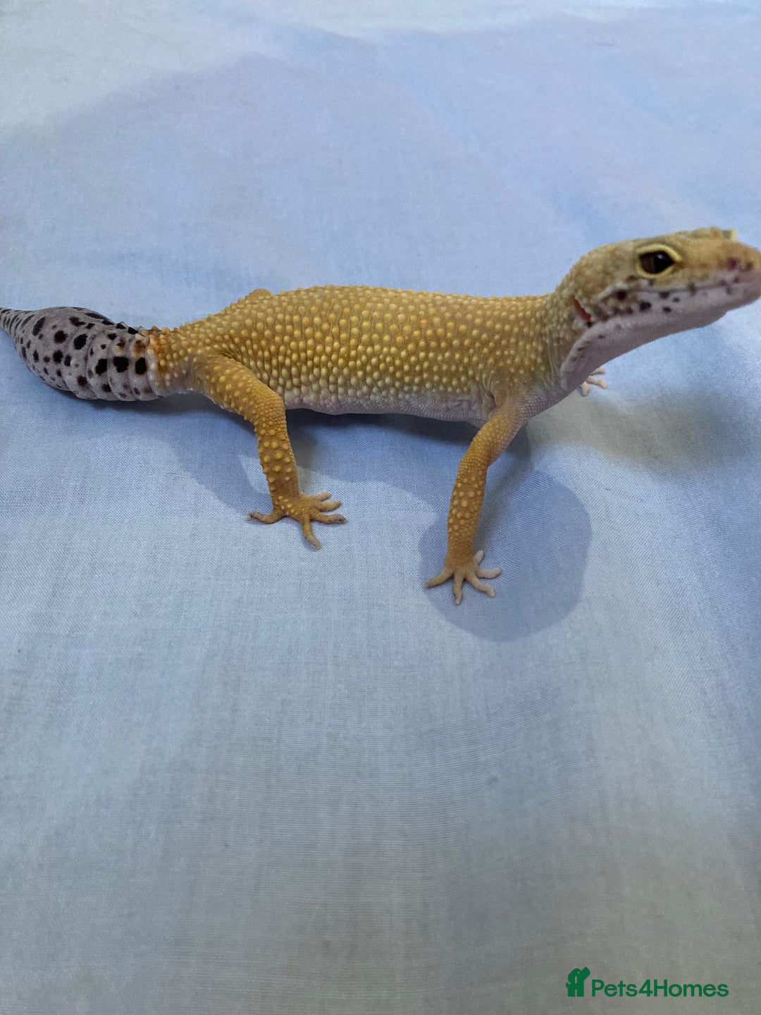 Gecko reptiles for sale: female leopard gecko + 4ft vivarium - Image 7