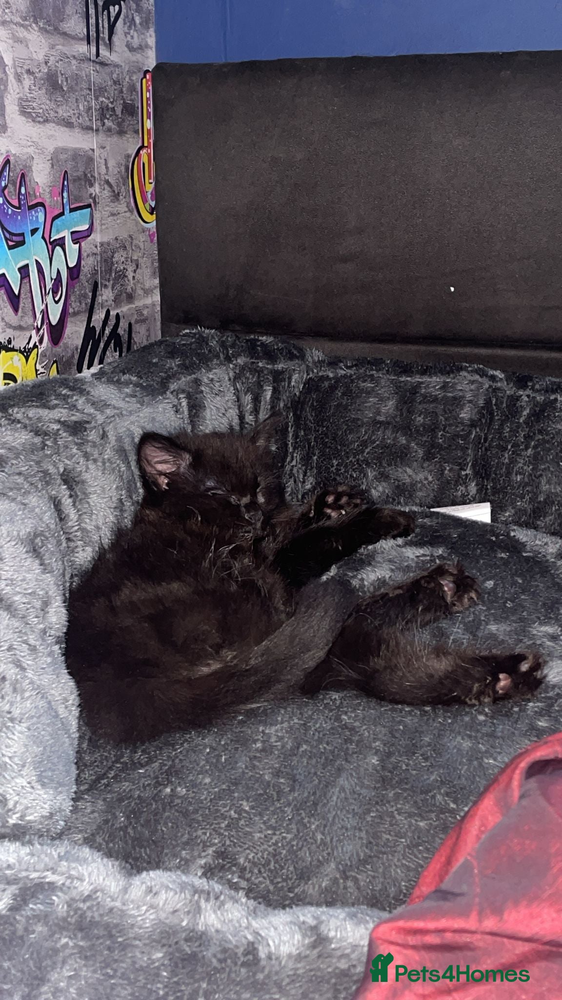 Mixed Breed cats mainecoon kitten 11 weeks - Advert 2