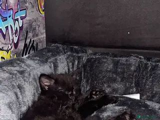 Mixed Breed cats mainecoon kitten 11 weeks - Advert 2