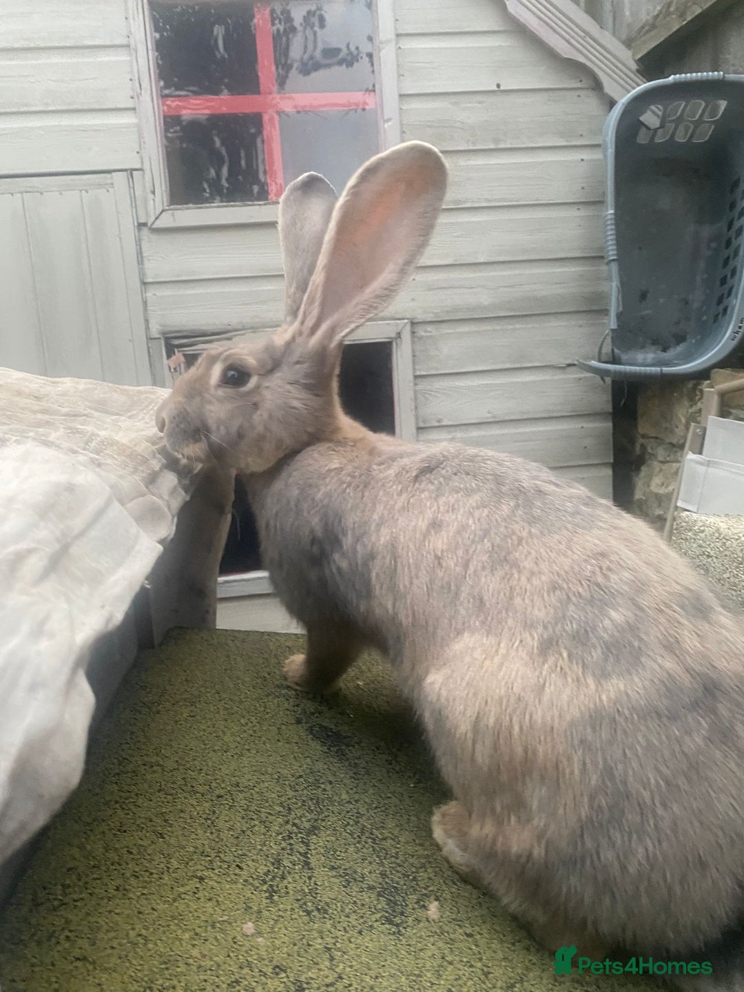Continental Giant rabbits for sale: Baby Continental giants - Image 10