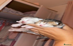 Scottish Fold cats for sale: 2 girl mixed scottish fold kittens  - Image 1