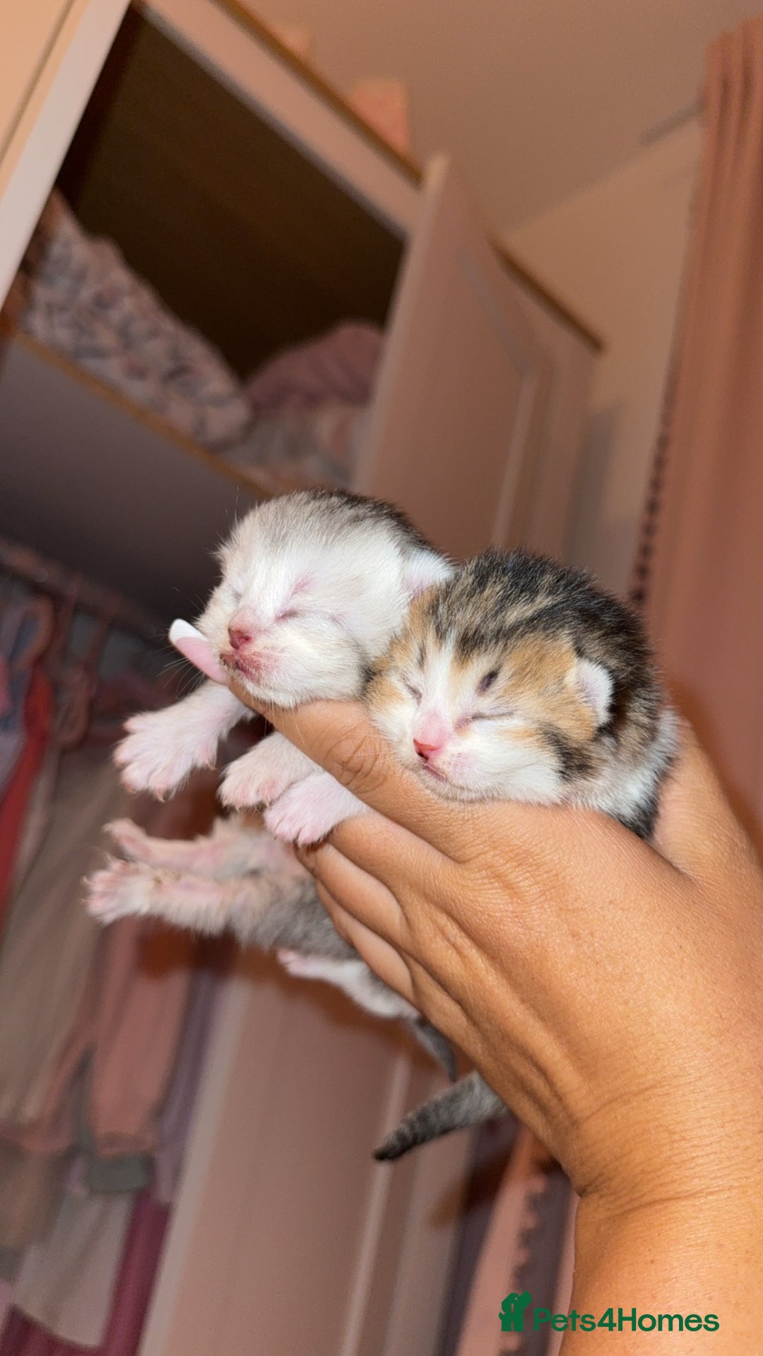 Scottish Fold cats for sale: 2 girl mixed scottish fold kittens  - Image 1
