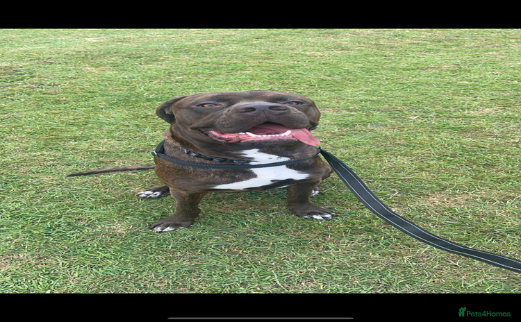 Mixed Breed dogs - Advert 4