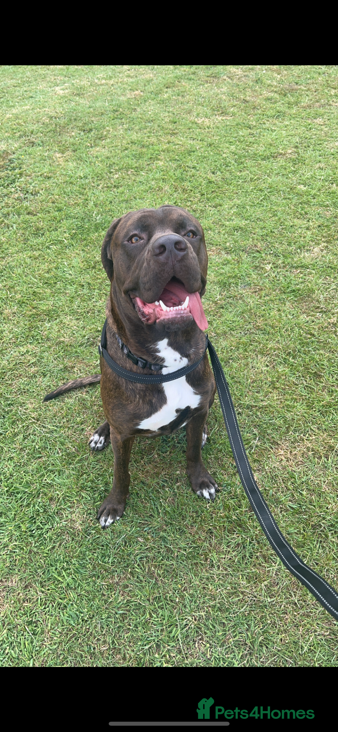 Mixed Breed dogs for sale: Sully (1 year old cane corso cross) - Image 1