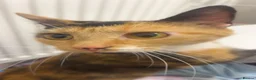 Mixed Breed cats for sale: 1 year old calico cat  - Advert 2