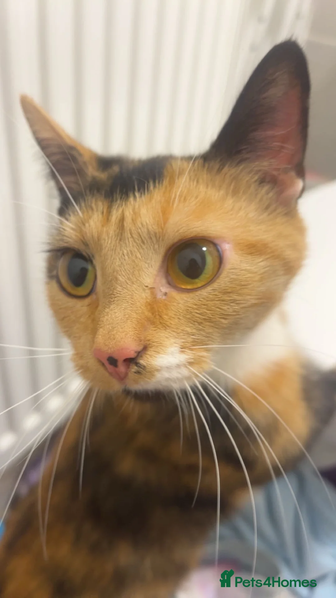 Mixed Breed cats for sale: 1 year old calico cat  - Advert 2