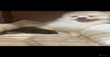 Pomeranian dogs - Advert 2