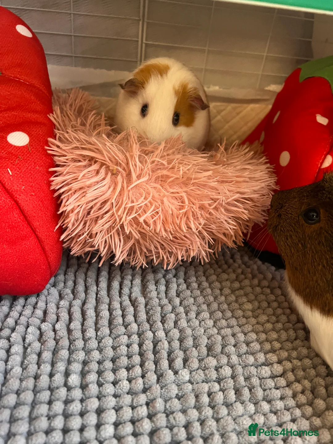 Guinea Pig rodents for sale: Two Bonded Female Piggies in Bridgwater - Advert 2