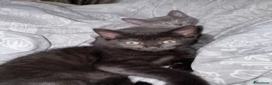 Black Kitten 2