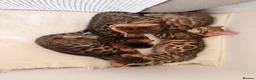 Bengal cats for sale: Adorable kittens for sale - Advert 19