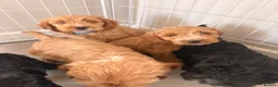 Cockapoo dogs for sale: Exceptional F1 health tested cockapoo puppies  - Advert 14