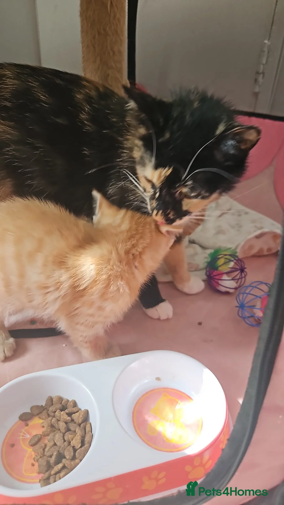Mixed Breed cats for sale: 2 Ginger kittens ready to leave!  - Advert 5