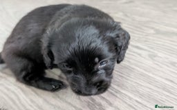 Dachshund dogs for sale: Dachshund x puppies male 2x long haired  - Image 21