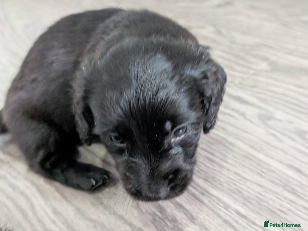 Dachshund dogs for sale: Dachshund x puppies male 2x long haired  - Image 21