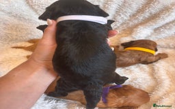 Irish Doodle dogs for sale: 🐾 F1 Beautiful Miniature Irish Doodle Puppies 🐾  - Image 21