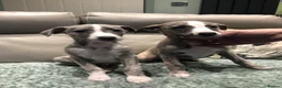 Whippet dogs for sale: Two exceptional kc registered pups available  - Advert 12