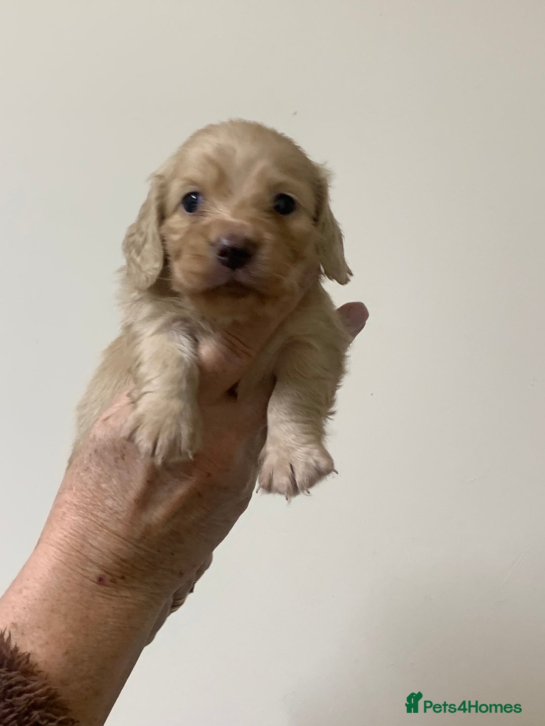 Miniature Dachshund dogs for sale: KC reg mini Longhaired Dachshunds - Advert 15