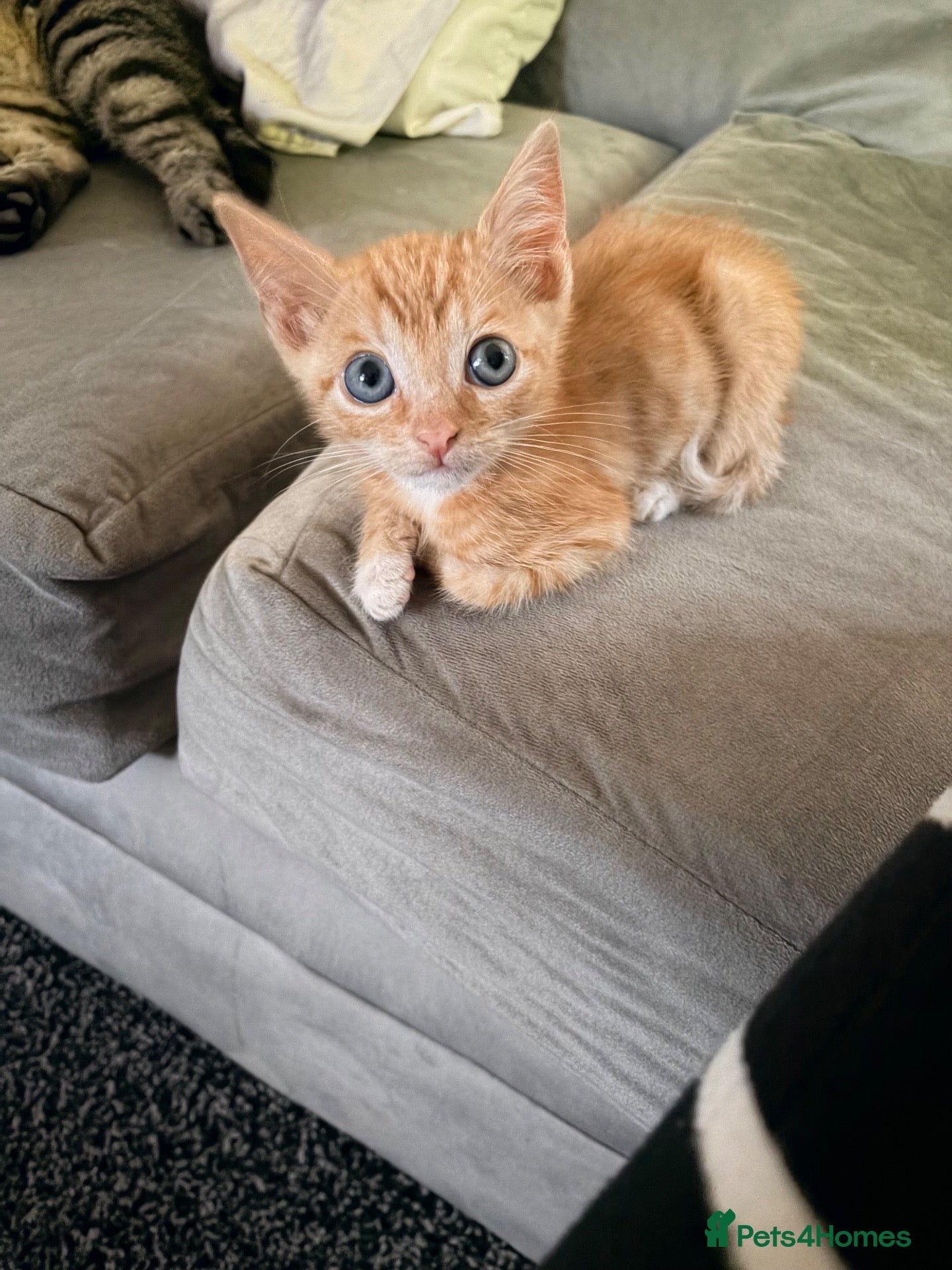 Mixed Breed cats Beautiful male kitten - Advert 1