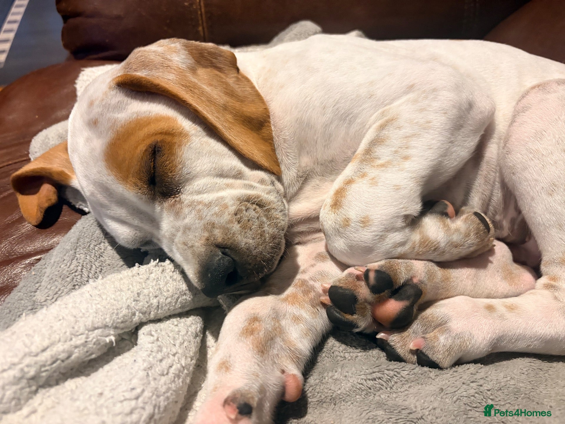 Pointer dogs Price reduced to help find his loving home - Advert 3
