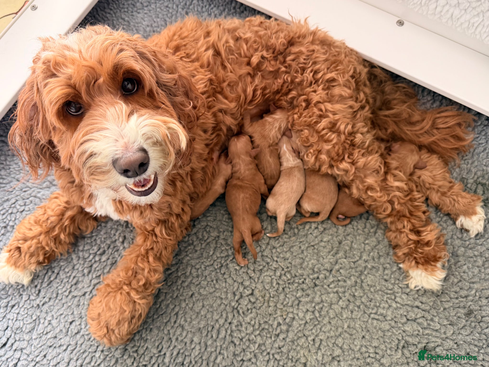 Australian Labradoodle dogs Australian Labradoodles - Advert 3