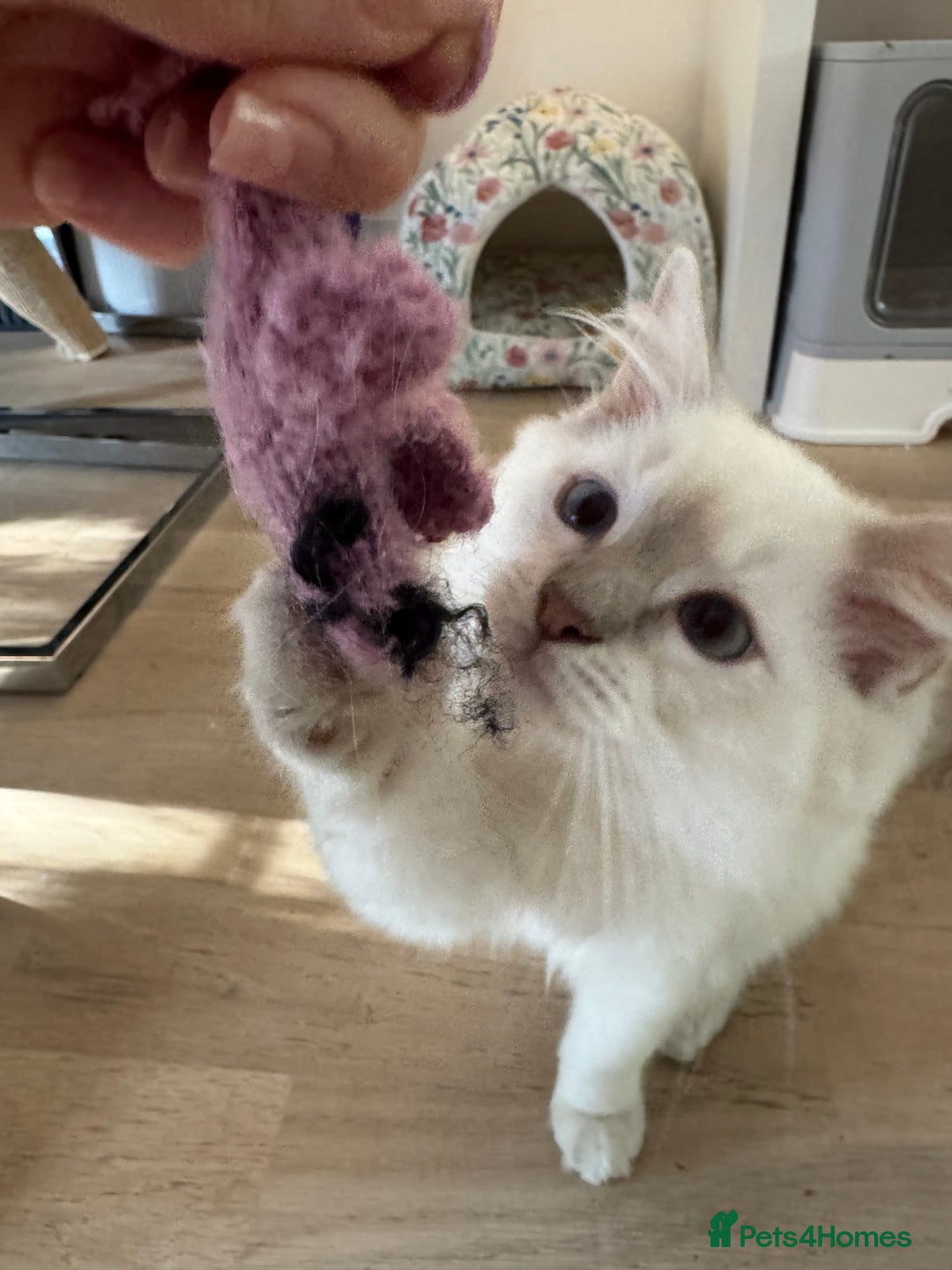 Ragdoll cats for sale: X1 male kitten ready to be loved  - Image 5
