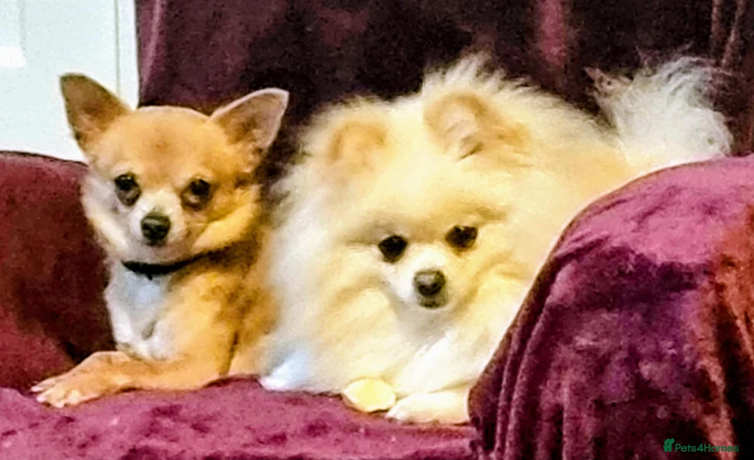 Chihuahua dogs for sale: CHIHUAHUA* Adult *TINY Male & TINY POM Female  - Advert 2