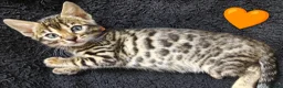 Bengal cats for sale: Pedigree glitter Bengals available soon - Advert 15