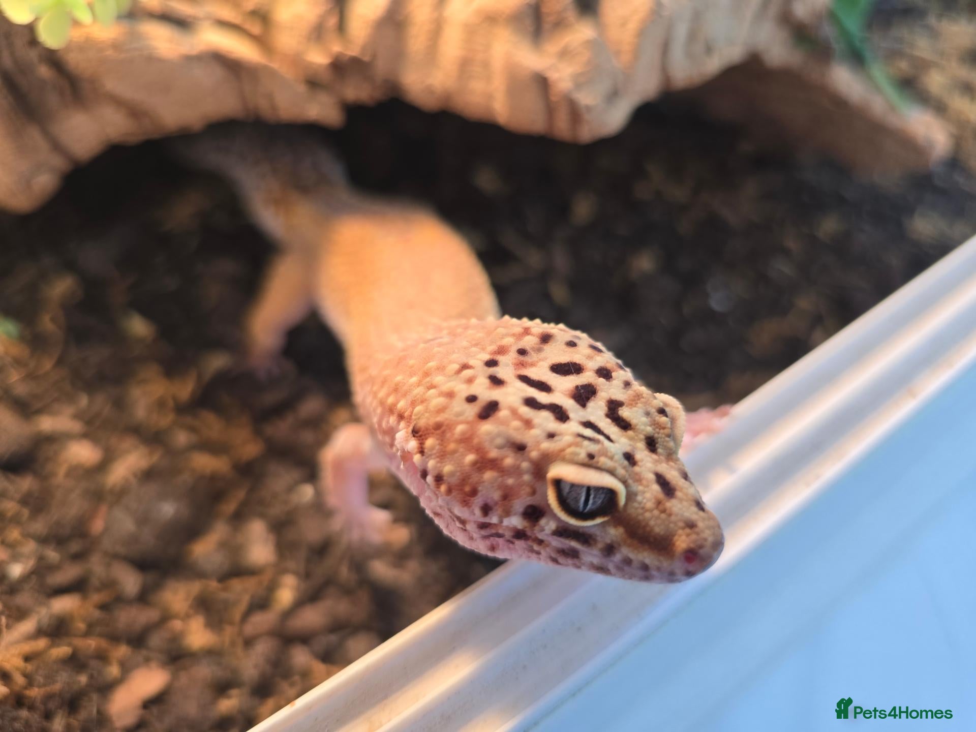 Leopard Gecko reptiles Leopard Gecko with 4ftx2ft Vivarium - Advert 1