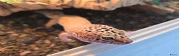 Leopard Gecko reptiles for sale: Leopard Gecko with 4ftx2ft Vivarium in Chatham - Advert 1