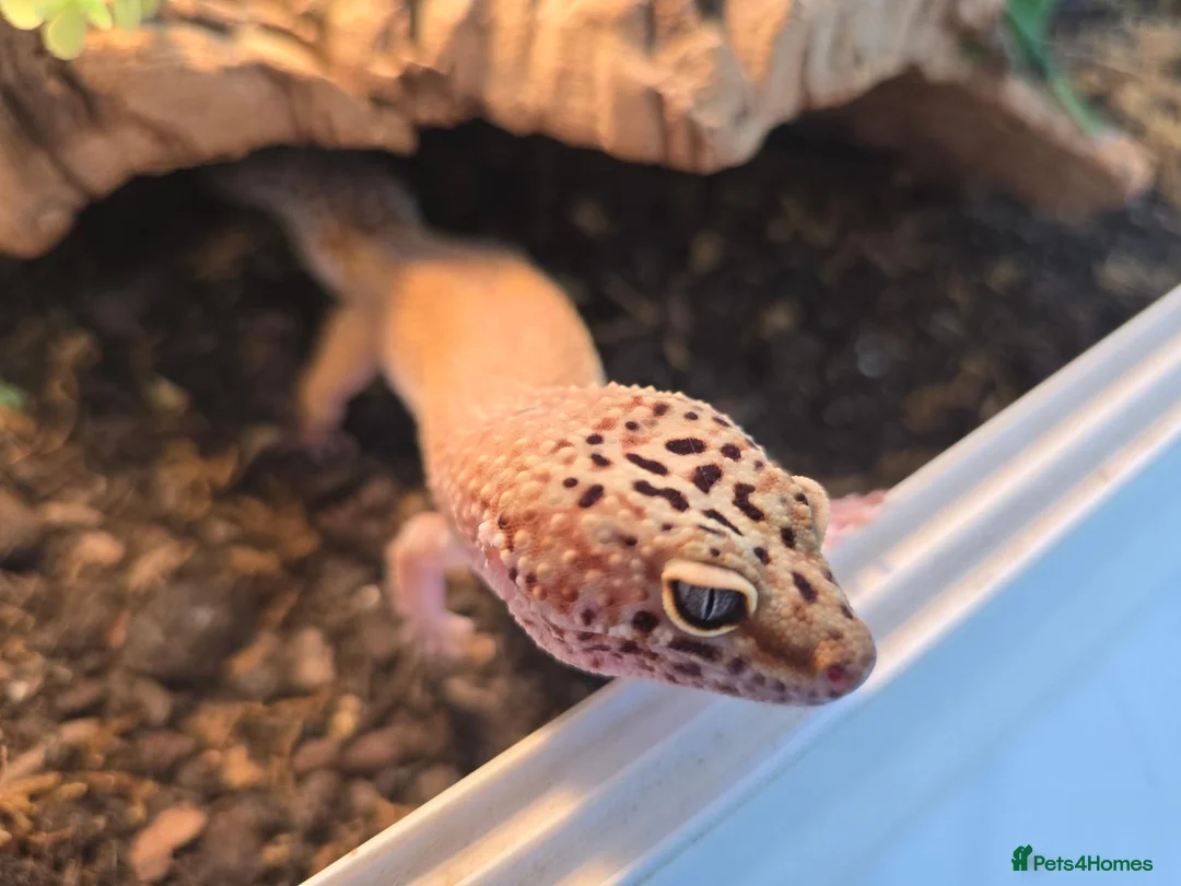 Leopard Gecko reptiles for sale: Leopard Gecko with 4ftx2ft Vivarium in Chatham - Advert 1