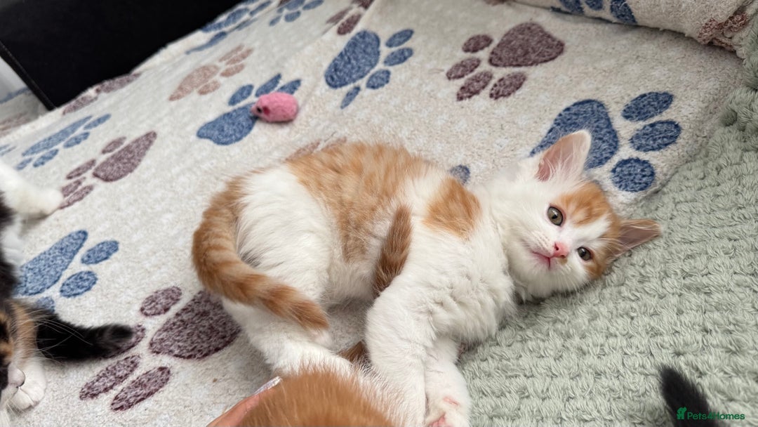 Domestic Shorthair cats for sale: Beautiful and adorable kittens for sale☺️ - Image 34