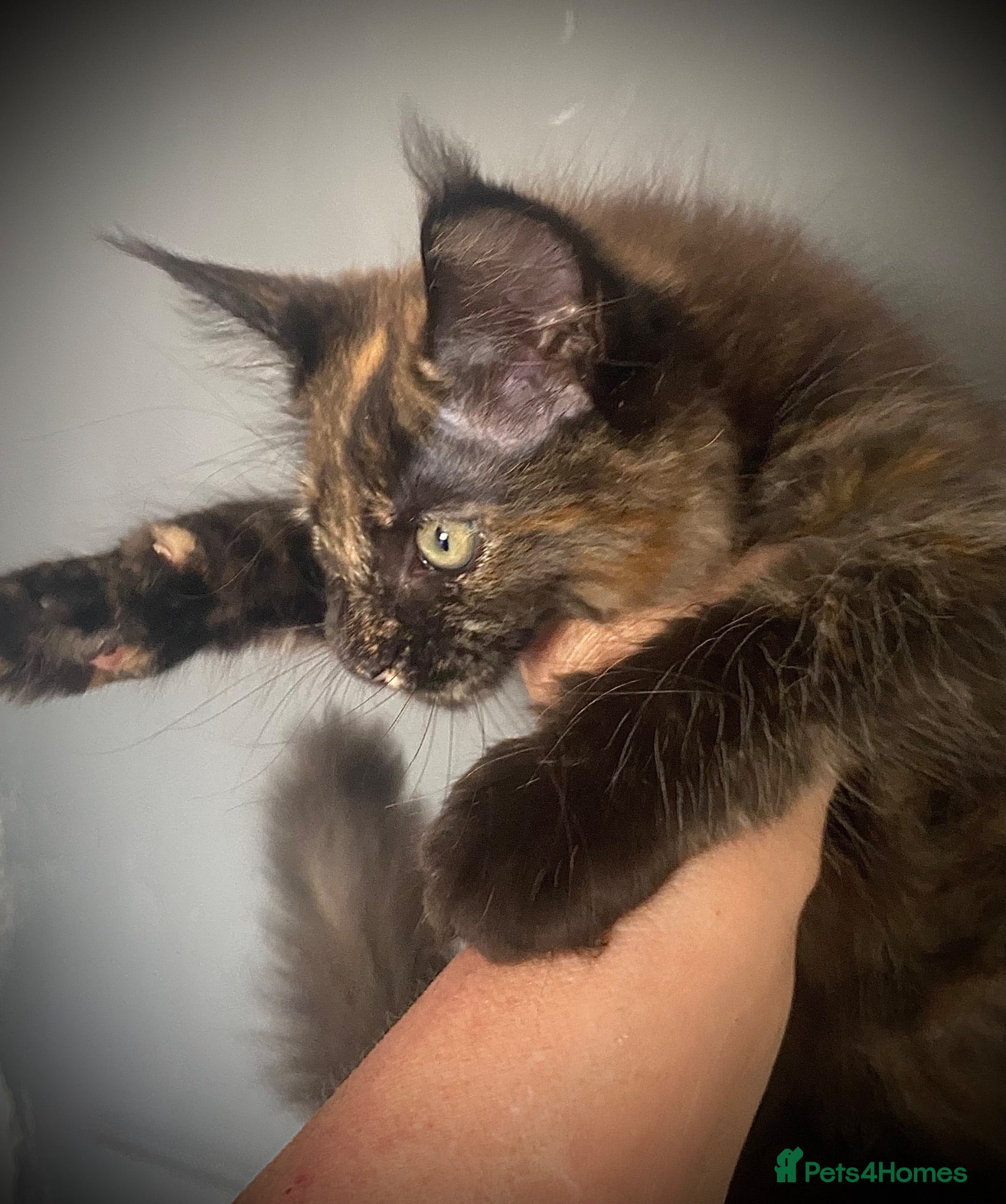 Maine Coon cats  Full Maine Coon  **unexpectedly re-available   - Advert 1
