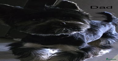 Yorkshire Terrier dogs - Advert 8