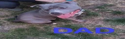 Staffordshire Bull Terrier dogs for sale: Blue Staffordshire bull terrier puppies 🐶🐕🐾 - Advert 2