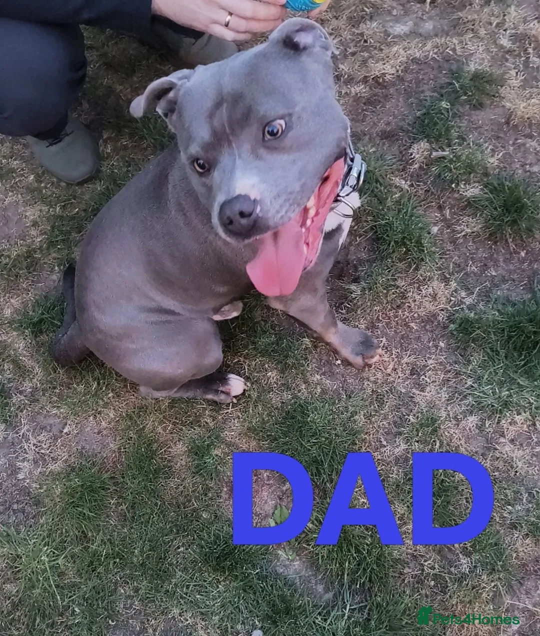 Staffordshire Bull Terrier dogs for sale: Blue Staffordshire bull terrier puppies 🐶🐕🐾 - Advert 2