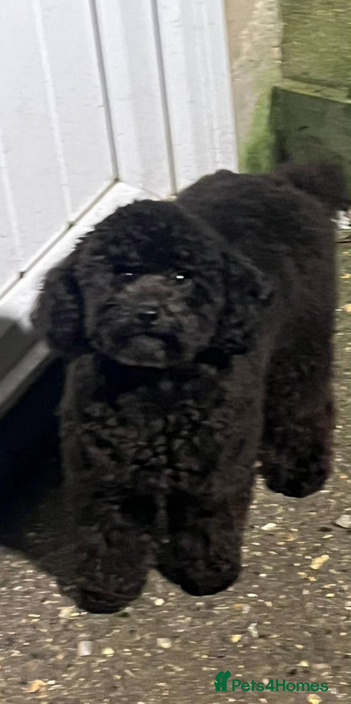 Toy Poodle dogs Hansome henry for SALE - Advert 2