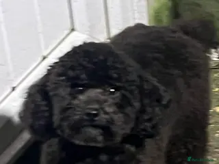 Toy Poodle dogs Hansome henry for SALE - Advert 2