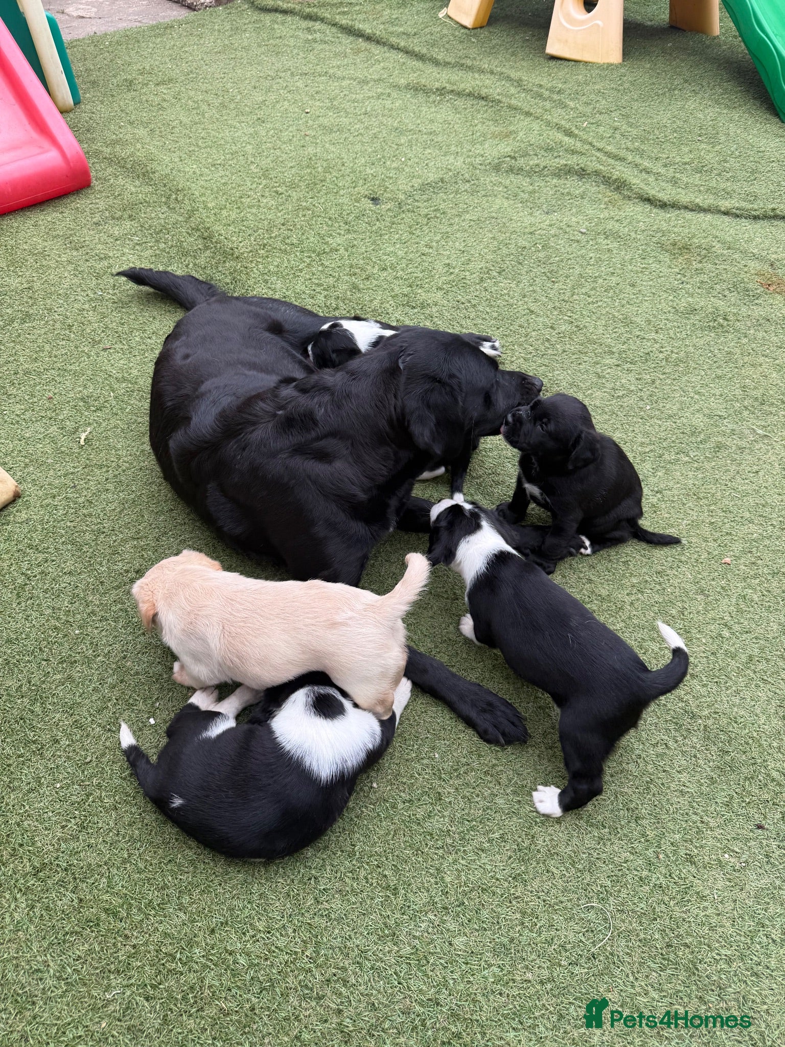 Cockerdor dogs 6 Cockerdor puppies left  - Advert 1