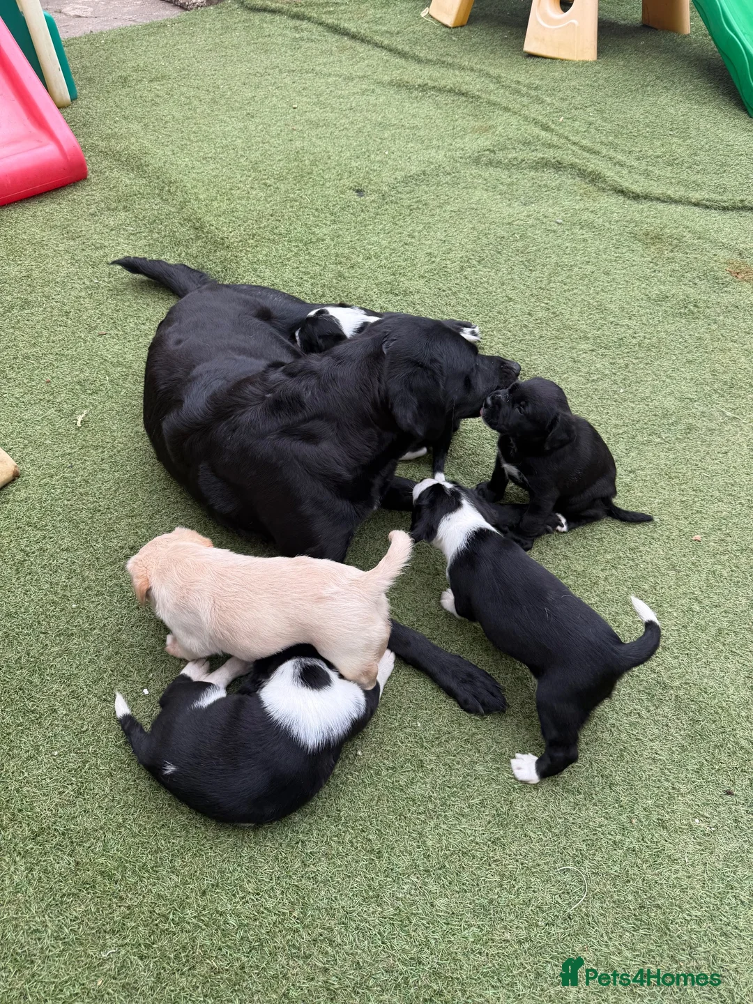 Cockerdor dogs for sale: 6 Cockerdor puppies left  in Camberley - Advert 1