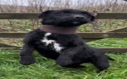 Patterdale Terrier dogs for sale: 3 beautiful patterdale terrier puppies - Image 4