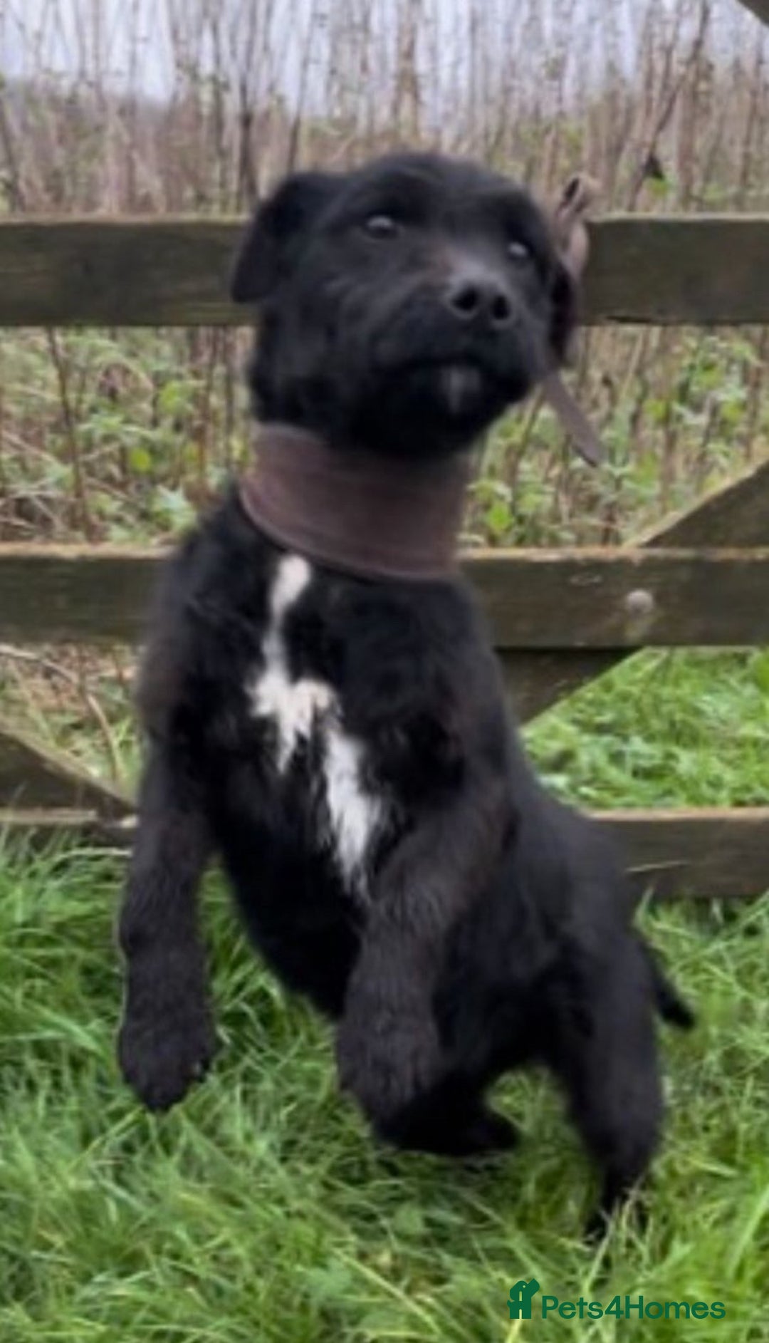 Patterdale Terrier dogs for sale: 3 beautiful patterdale terrier puppies - Image 4