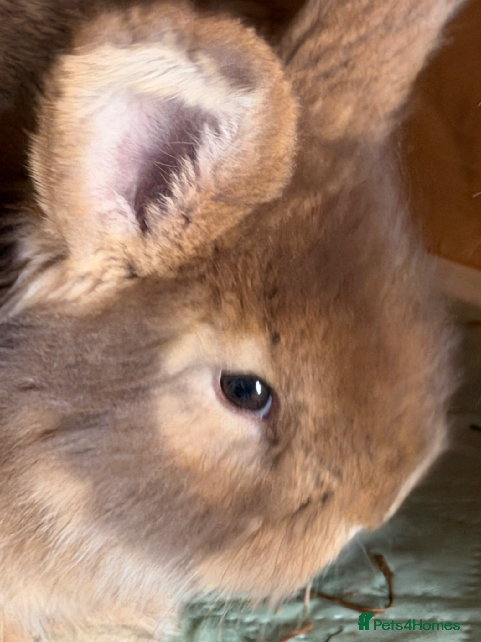 Angora rabbits Angora full face purebred balls of fluff 🐇  - Advert 1