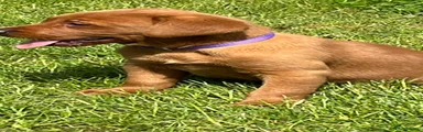 Labrador Retriever Puppy 4