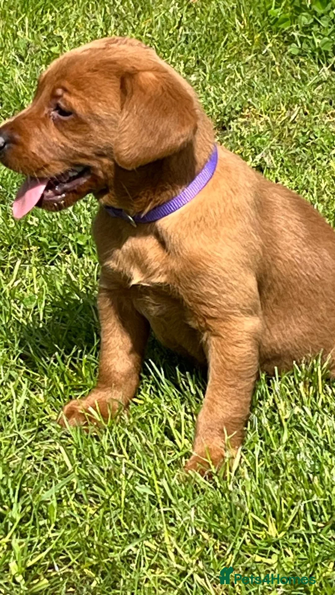 Labrador Retriever dogs for sale: Stunning litter of Fox red puppies  - Advert 23