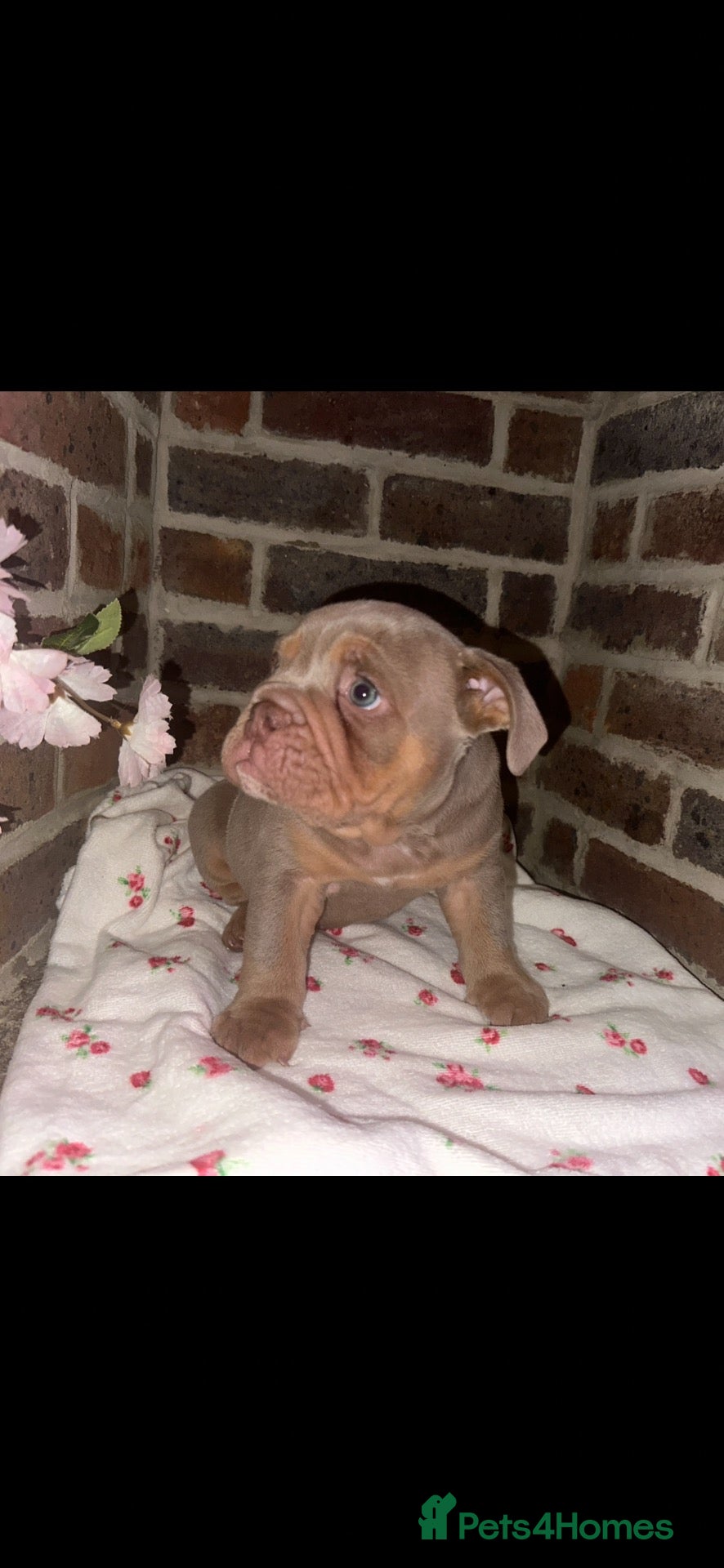 Olde English Bulldogge dogs Last boy ready to go!!!! - Advert 1