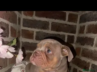 Olde English Bulldogge dogs Last boy ready to go!!!! - Advert 1