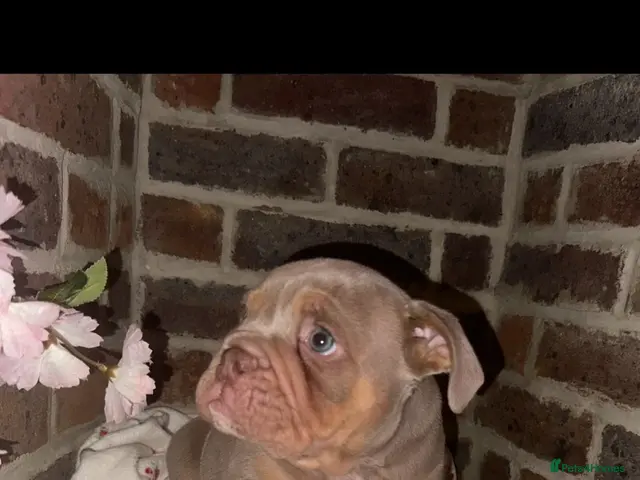 Olde English Bulldogge dogs for sale: Last boy ready to go!!!! - Advert 1